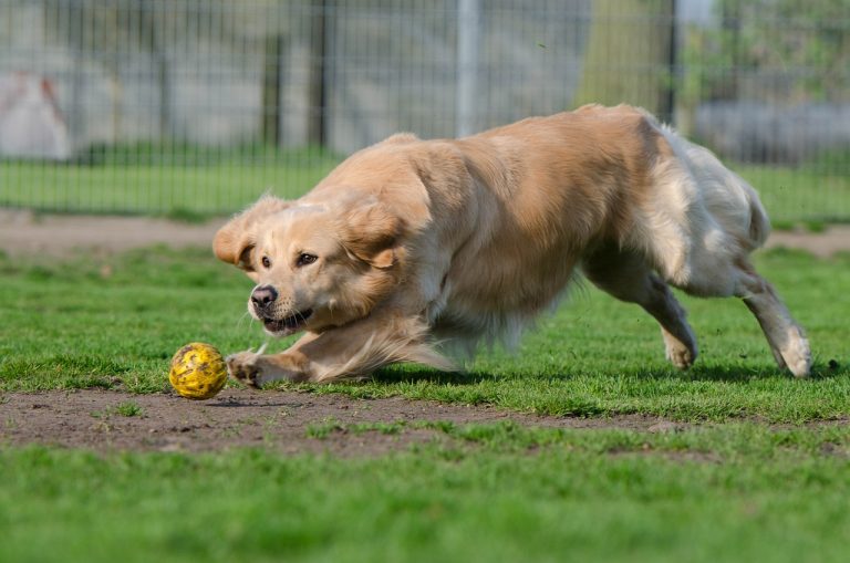 8 races de chien qui sont beaucoup plus fonceuses