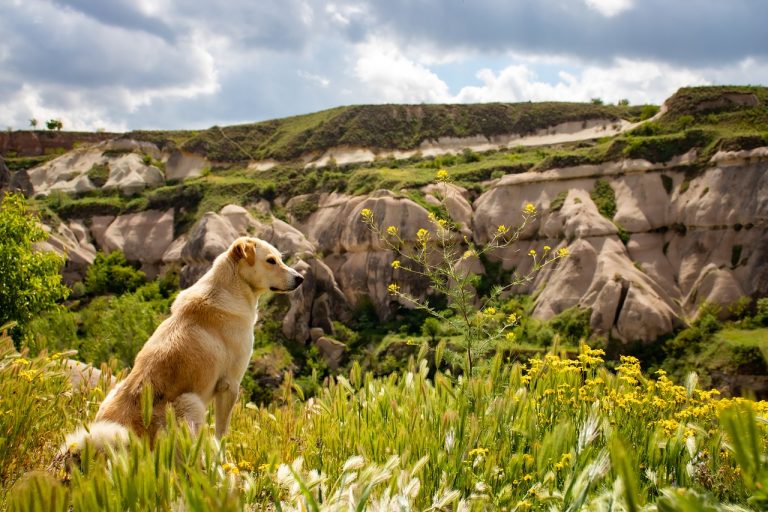 Conseils pour la randonnée avec des chiens