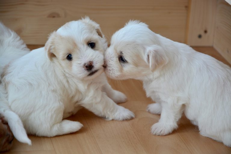 Un photographe de chiens capture les chiots au fur et à mesure qu’ils vieillissent