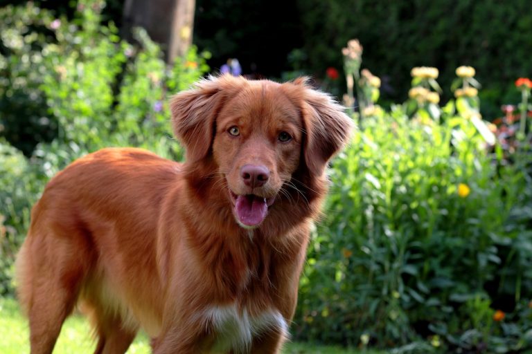 Un chien gâté par ses grands-parents en l’absence de son maître devient viral