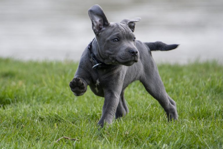 Les 8 races de chien qui ont besoin d’un maître assez autoritaire