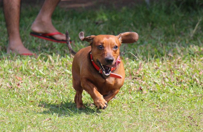 Voici 8 races de chien qui sont les plus rebelles