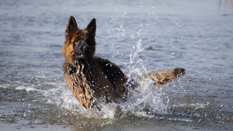 8 races de chien qui auront beaucoup de mal à garder la tête froide