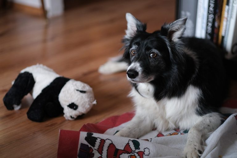 Les 8 races de chien qui ne vont jamais dépasser les bornes