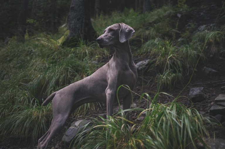 Comment gérer l’instinct de chasse de votre chien