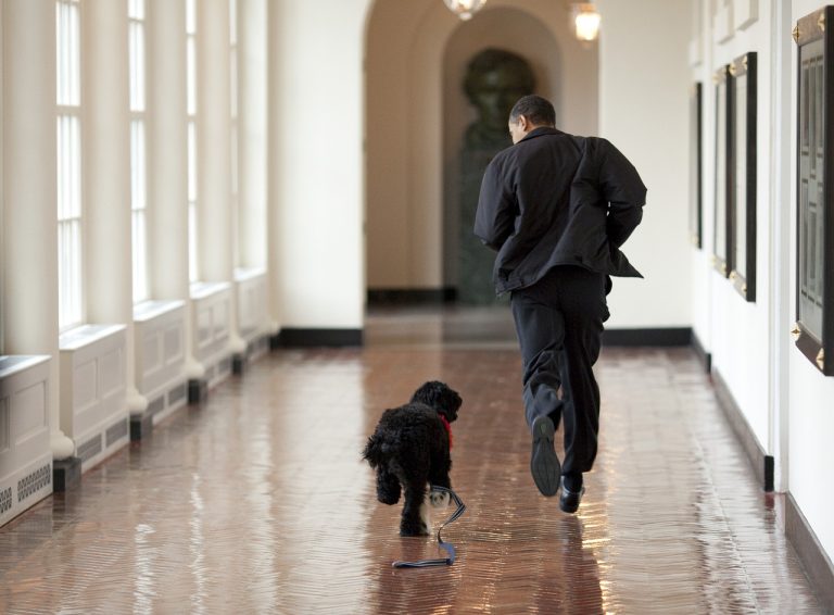 Conseils pour courir avec son chien