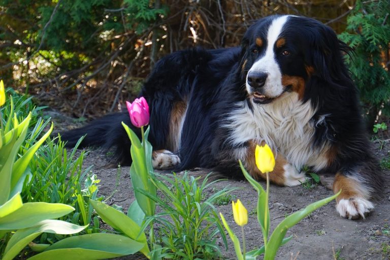 8 races de chien qui sont faciles à aborder