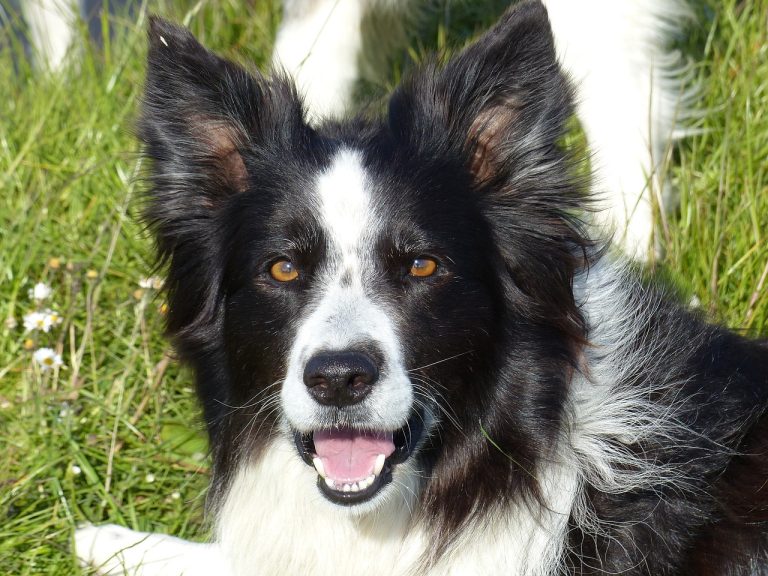 Le Border Collie remporte un prix prestigieux au Festival de Cannes