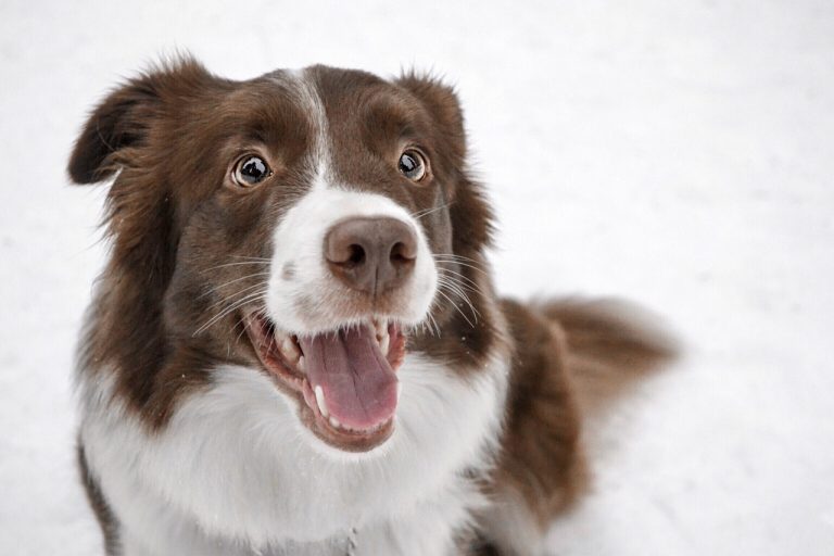 Voici 8 races de chien qui vont venir vous embêter