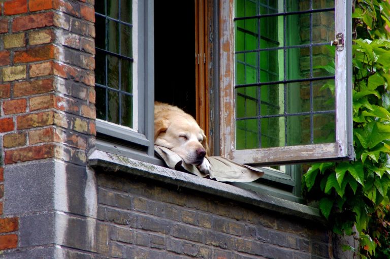 Que dois-je faire avec mon chien lorsque les femmes de ménage viennent ?