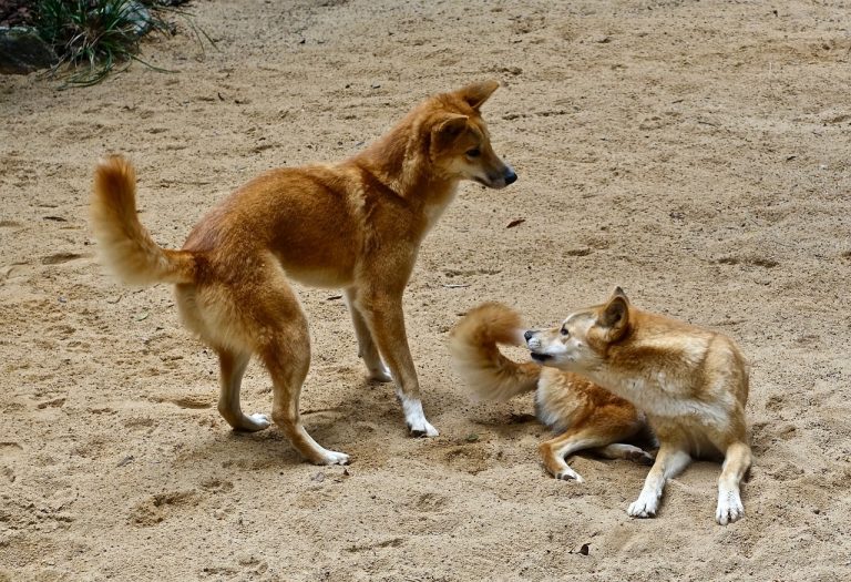 8 races de chien qui réagissent au quart de tour