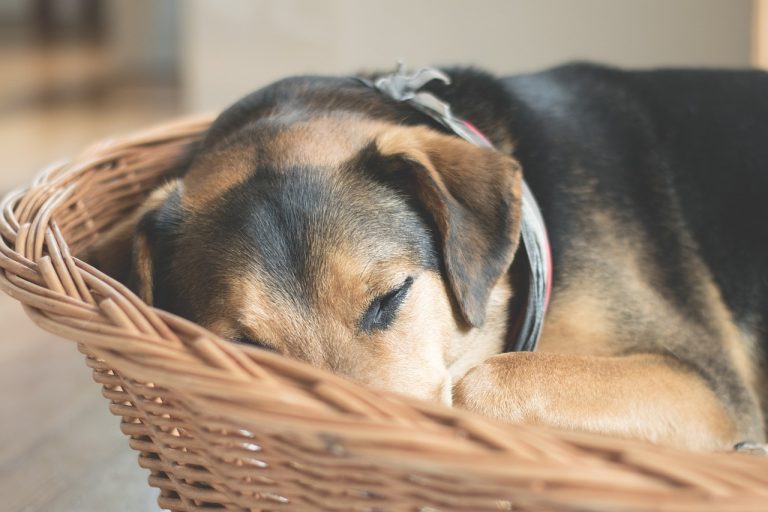 Le lit pour chien humain  existe vraiment