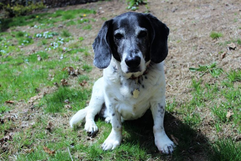 Une communauté dit au revoir au chien lors de sa dernière promenade