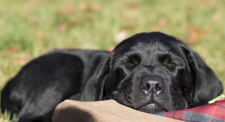 8 races de chien qui ne sont vraiment pas très accommodantes 