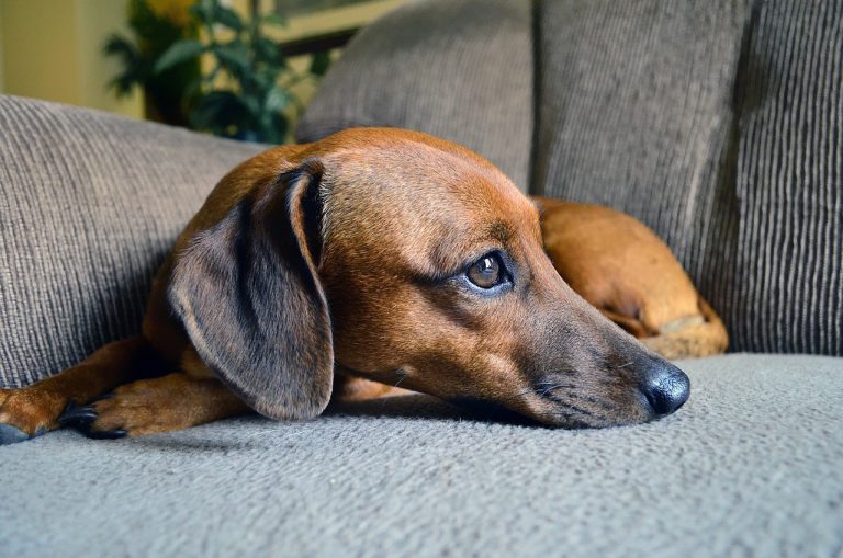 Voici les 8 races de chien sont les plus posées et tranquilles