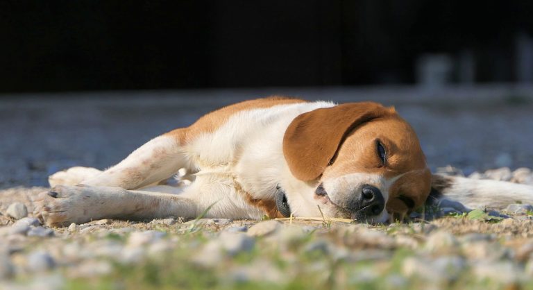 Voici 8 races de chien qui ne sont pas décontractées 