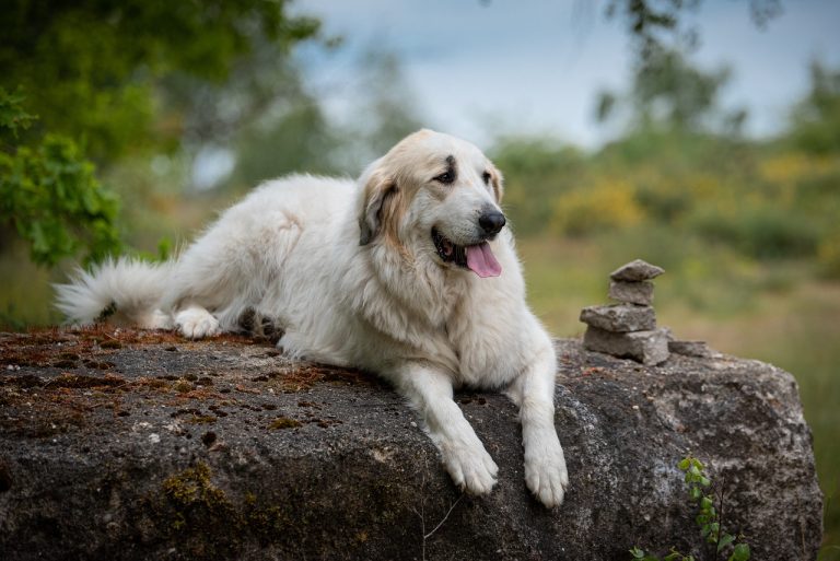 Voici les 8 races de chien qui font preuve d’une très grande sérénité