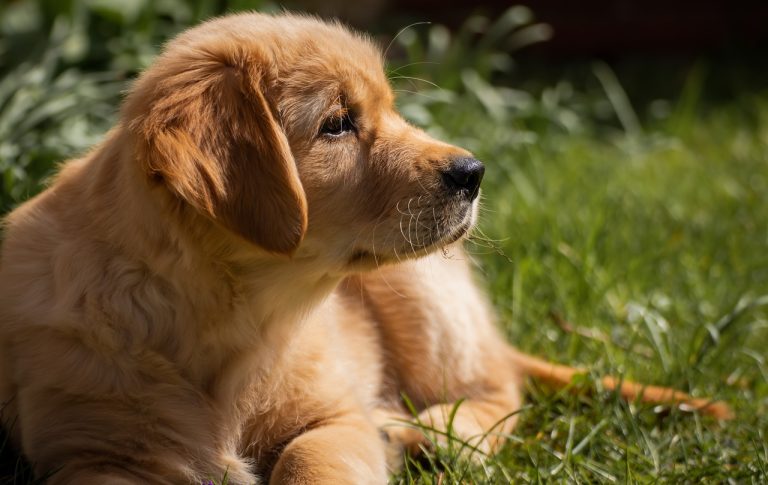 Les meilleurs trucs à apprendre à un nouveau chiot