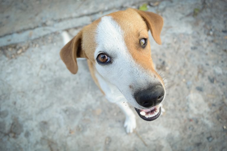 Attention, ces 8 races de chien vont dépasser les limites