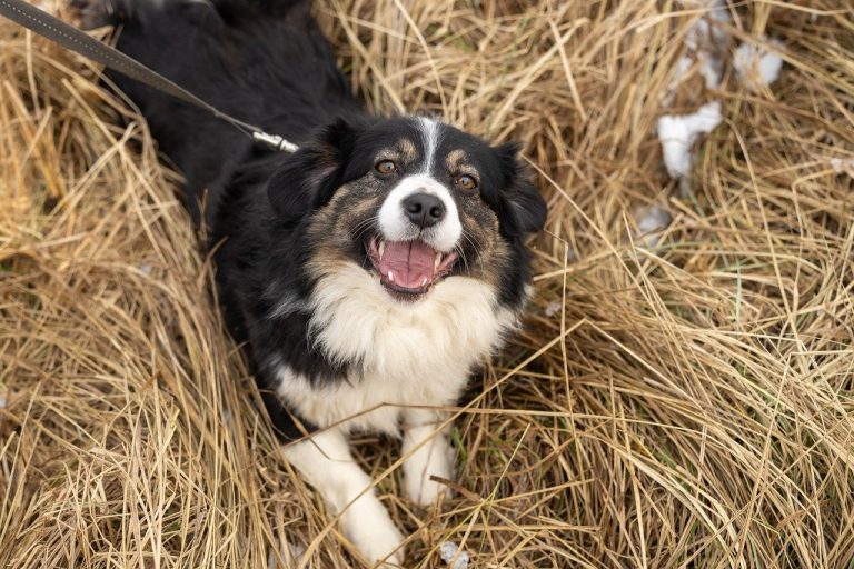 Signes que vous êtes prêt pour un autre chien