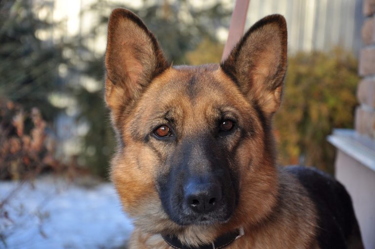 Comment préparer votre chien et votre maison à l’arrivée d’un gardien ?