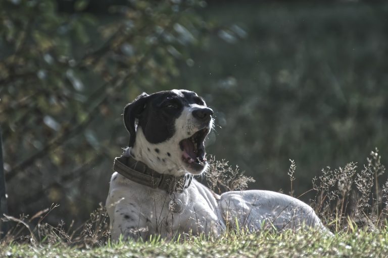 8 races de chien qui ne sont pas faciles à aborder