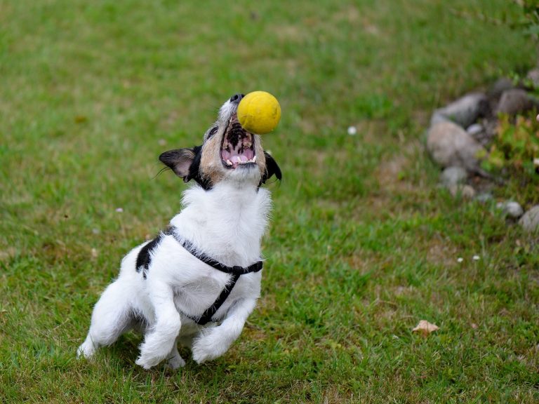 Voici les 8 races de chien qui sont les plus vivaces de toutes