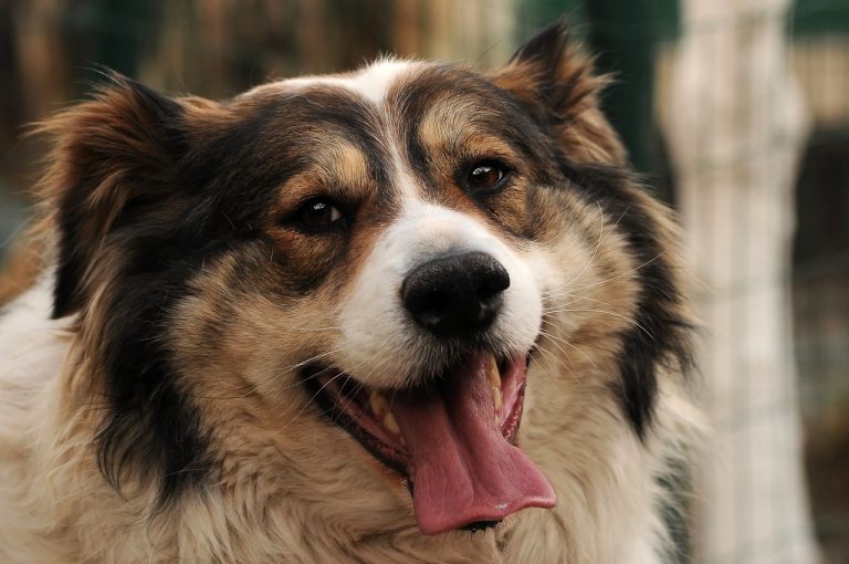 Voici les 8 races de chien qui sont les plus optimistes