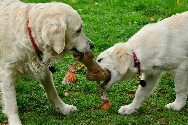 Procès concernant le jouet pour chien Jack Daniel’s