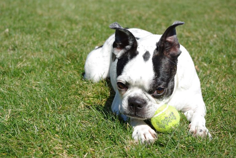 Un terrier de Boston volé retrouve son propriétaire