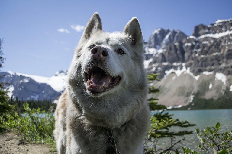 Voici les 8 races de chien qui raffolent de leur maître