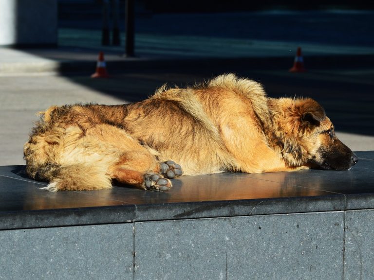 Les 8 races de chien qui ne réclament pas leur maître