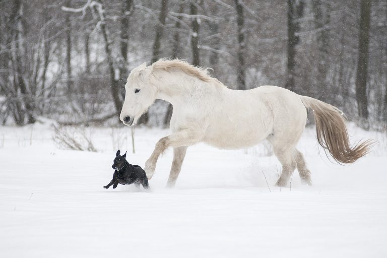 Les meilleures races de chiens pour les élevages de chevaux