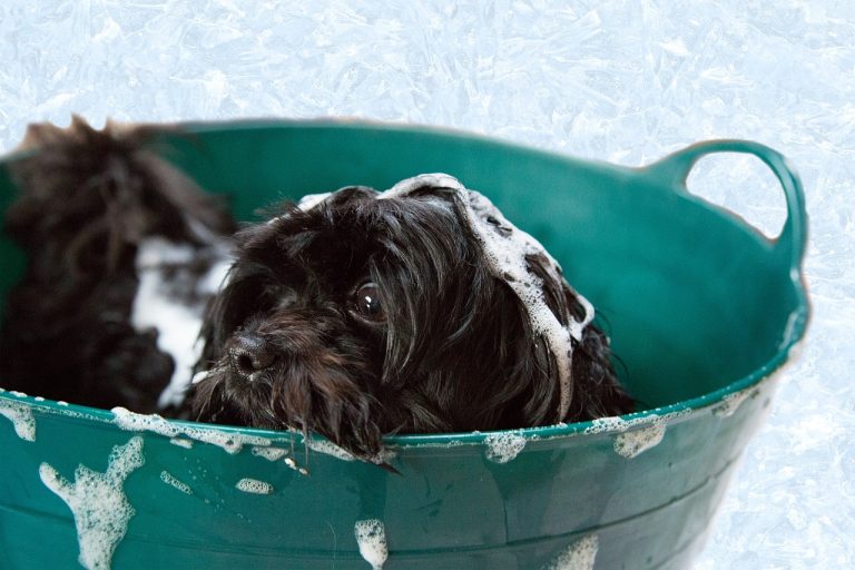 Races de chiens ayant des besoins élevés en matière de toilettage