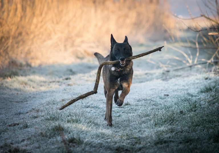 Voici 8 races de chien qui n’aiment pas avoir leur maître sur le dos