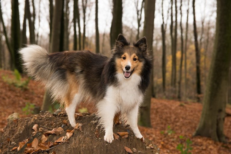 Voici 8 races de chien qui se soucient beaucoup de leur maître