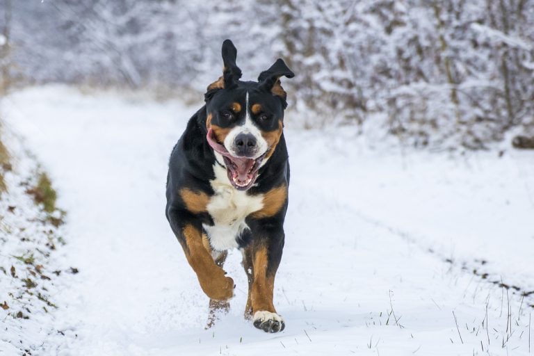 Voici les 8 races de chien qui sont les moins peinardes