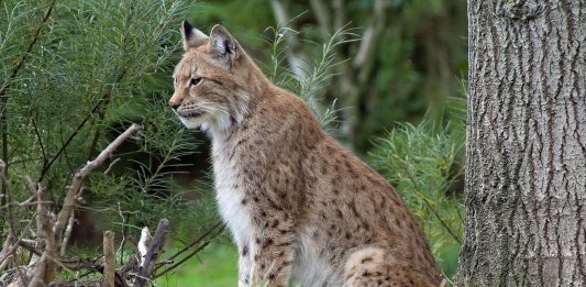 Lynx