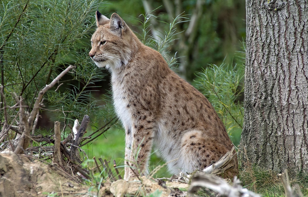 Le Lynx