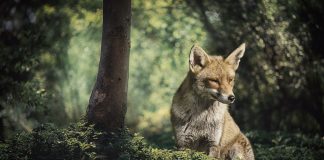 animaux trouver dans la foret