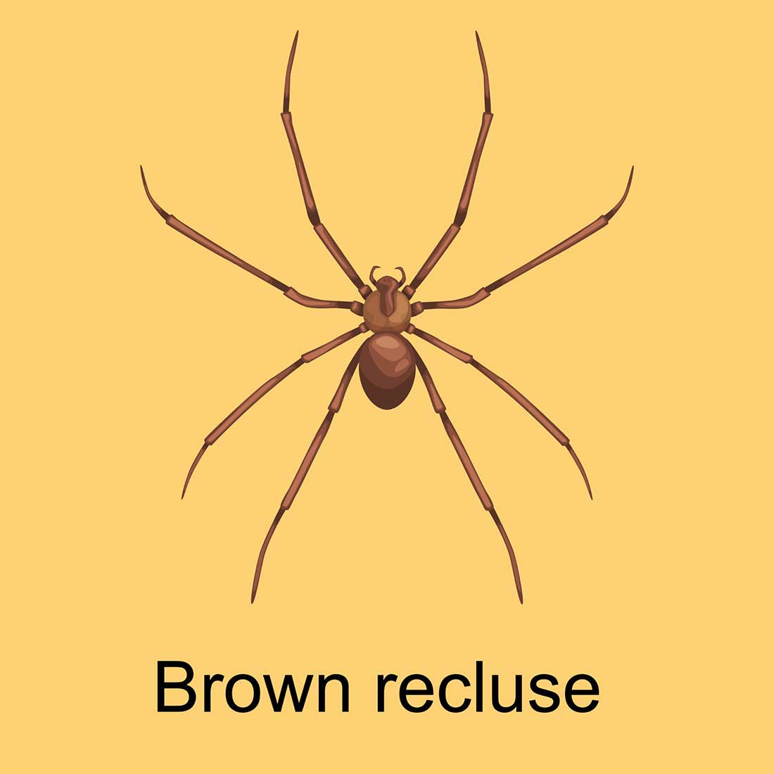 L'araignée recluse brune (Loxosceles rufescens)