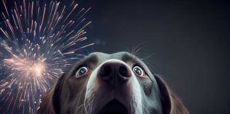 calmer votre chien lors de feux d'artifice