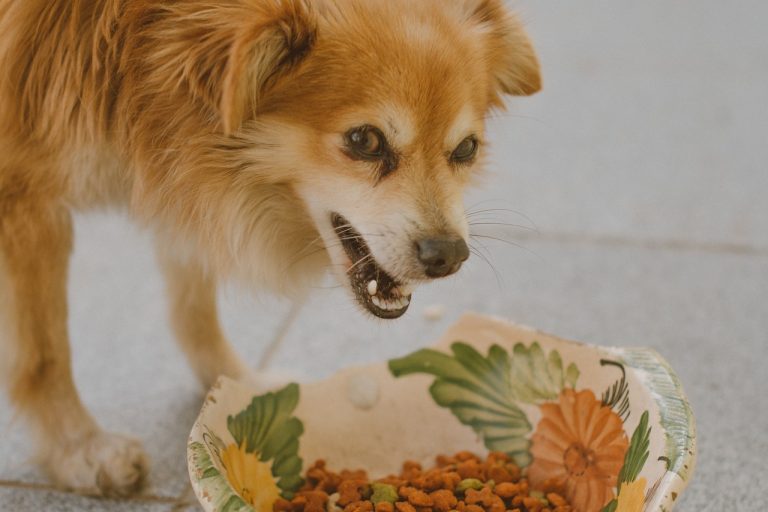 Nourrir les chiens avec des aliments pour humains
