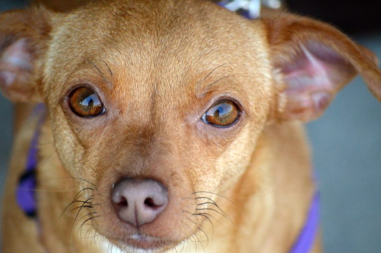 Voici 8 races de chien qui vénèrent leur maître comme des Dieux