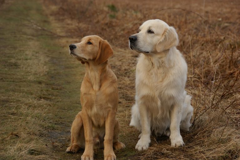 Voici 8 races de chien vont plaire à beaucoup de monde