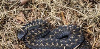 mourir d'une morsure de serpent en France