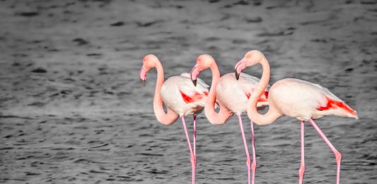 pourquoi les flamands roses sont roses