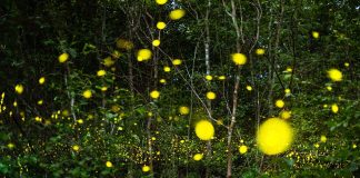 Pourquoi les lucioles brillent la nuit