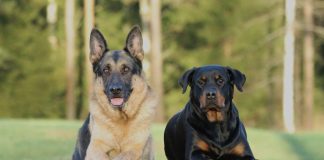 Races de chiens allemand