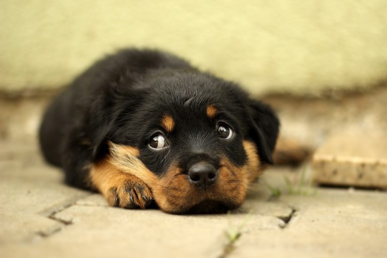 Chiots Rottweiler : Photos mignonnes et faits